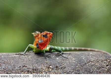 The Common Green Forest Lizard (calotes Calotes) Sitting On The Stone. A Large Green Lizard With A R