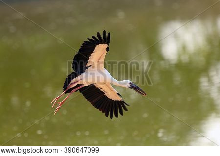 The Asian Openbill Or Asian Openbill Stork (anastomus Oscitans) Flying. A Large Black And White Asia