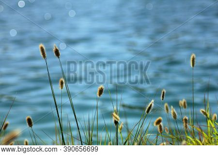 Wild Grass With Lake Water Defocused In Background