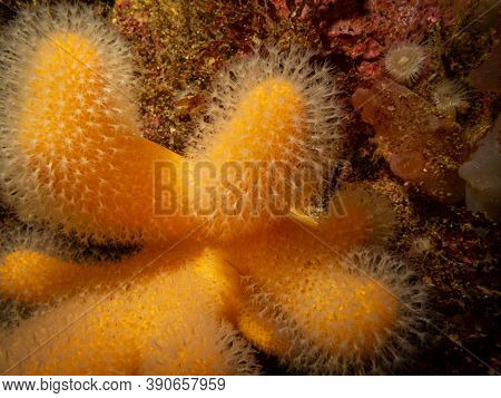 A Closeup Picture Of A Feeding Soft Coral Dead Mans Fingers Or Alcyonium Digitatum. Picture From The