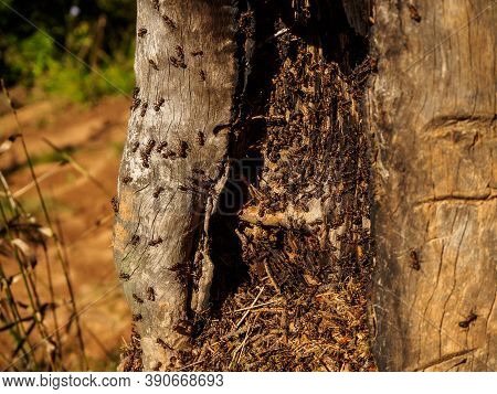 The Ant Colony In The Forest In The Sunlight On A Summer Day.