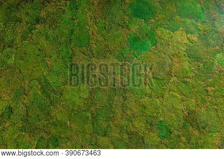 Stabilized Natural Green Moss For Wall Decoration
