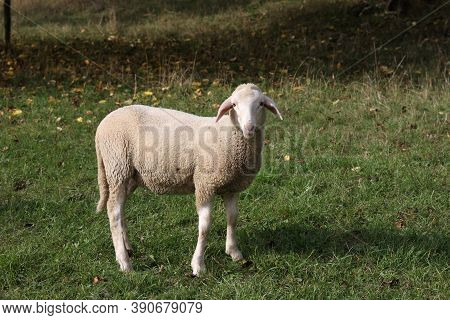 A Herd Of White Sheep Grazes On A Fenced Pasture