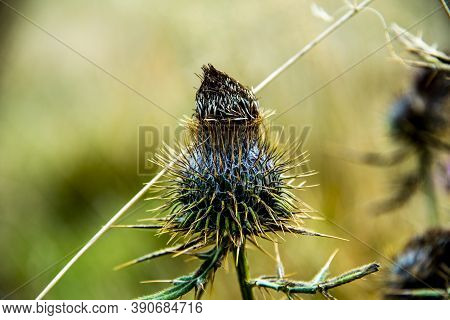 Close Up Of Thistle In Autumn Among The Pre-alps In The Regional Park Of Monti Lessini Near Campofon