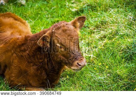 Cow Portrait In The Regional Park Of Monti Lessini Near Campofontana, Verona, Veneto, Italy