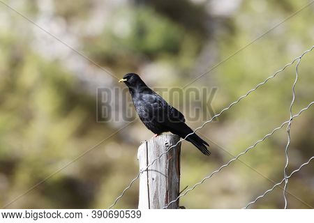 An Alpine Chough Or Yellow Billed Chough, Pyrrhocorax Graculus