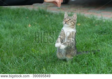 Treating Pets. Cat Play With Human Hand. Fluffy Kitten Outdoor. Outbred Cat Sit On Green Grass. Dome