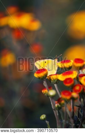 Butterfly Colias Hyale Sits On A Chrysanthemum. Chrysanthemum Background With A Copy Of Space For Te