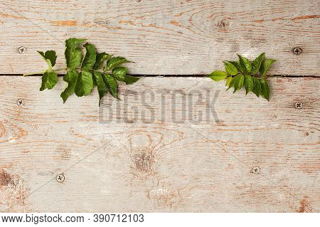 Two Branches Of The Kampsis Radikana Family Bignoniaceae Of Different Lengths Opposite Each Other On