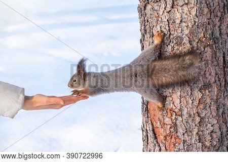 Girl Feeds A Squirrel With Nuts At Winter. Squirrel Eats Nuts From The Girls Hand. Caring For Animal