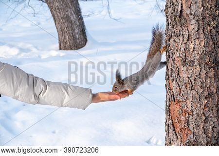Girl Feeds A Squirrel With Nuts At Winter. Squirrel Eats Nuts From The Girls Hand. Caring For Animal