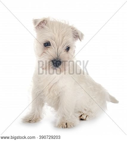 Puppy West Highland White Terrier In Front Of White Background