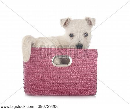 Puppy West Highland White Terrier In Front Of White Background
