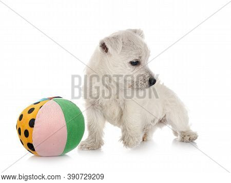 Puppy West Highland White Terrier In Front Of White Background