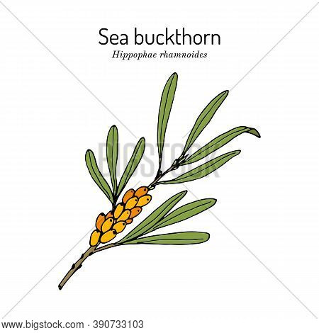 Sea-buckthorn Hippophae Rhamnoides , Edible And Medicinal Plant. Hand Drawn Botanical Vector Illustr