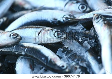 Fisk