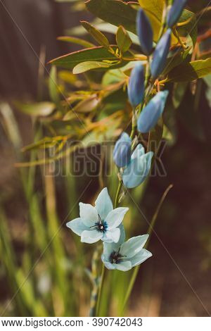 Close-up Of Ixia African Corn Lillies Plant With Blue Flowers Outdoor