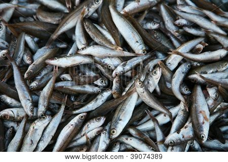 Fish Market