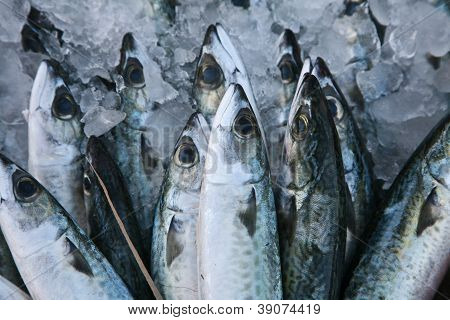 Fish Market