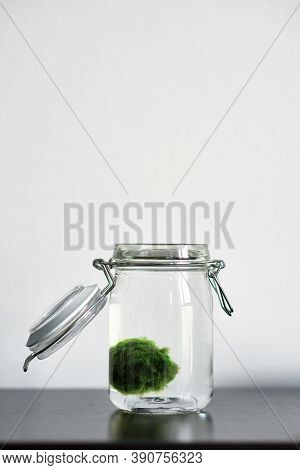 Close Up Of Marimo Moss Ball In A Glass Jar. Standing On A Table With White Background. Japanese Cla