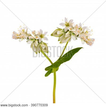Buckwheat  Flowers Isolated On A White Background