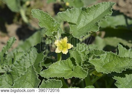 Squirting Cucumber - Latin Name - Ecballium Elaterium