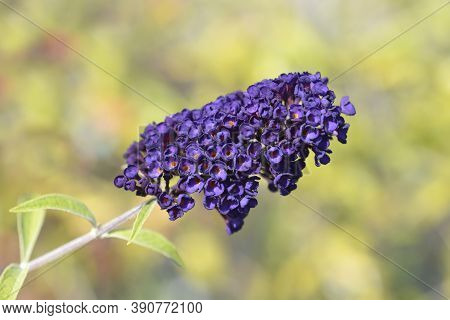 Summer Lilac Black Knight - Latin Name - Buddleja Davidii Black Knight