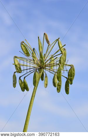 African Lily Seed Pods - Latin Name - Agapanthus Africanus