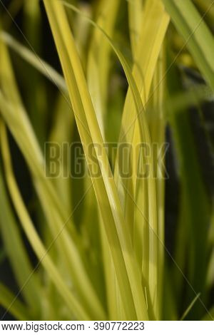 Japanese Sedge Everillo - Latin Name - Carex Oshimensis Everillo