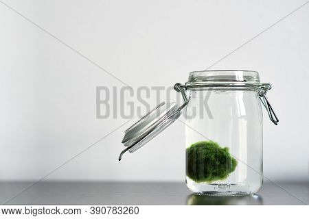 Close Up Of Marimo Moss Ball In A Glass Jar. Standing On A Table With White Background. Japanese Cla