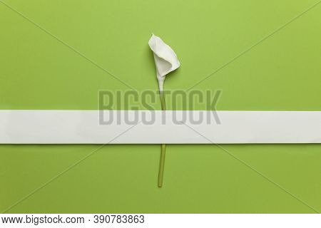 Calla Flower Isolated On Flat Lay Green Background. Minimal Spring Wedding Or Birthday Gift Card. Tr