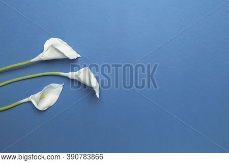 Calla Flowers Isolated On Flat Lay Blue Background. Minimal Spring Wedding Or Birthday Gift Card. Tr
