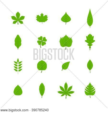 Green Trees Leaves Flat Icons Set Of Oak Aspen Linden Maple Chestnut Clover Plants Isolated Vector I