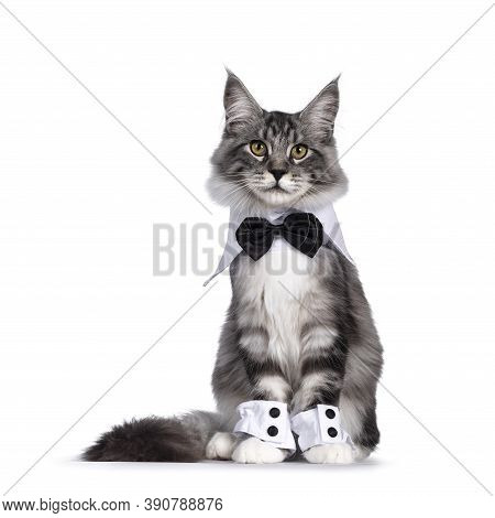 Handsome Black Tabby Silver Maine Cat, Wearing Bow Tie Around Neck And Cuffs Around Paws. Sitting Up