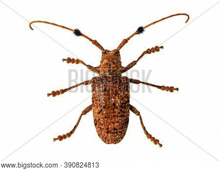 The Beetle With The Scientific Name Aristobia Horridula With Clipping Path.