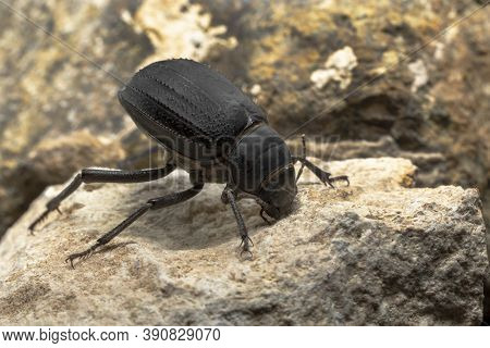 The Arabian Darkling Beetle Found All Around The Middle East