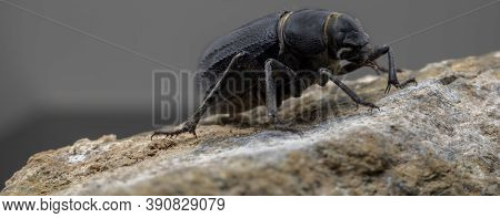 The Arabian Darkling Beetle Found All Around The Middle East