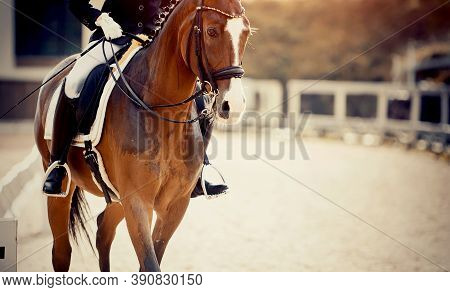 Equestrian Sport. Portrait Sports Red Stallion With A White Groove On His Forehead In The Double Bri
