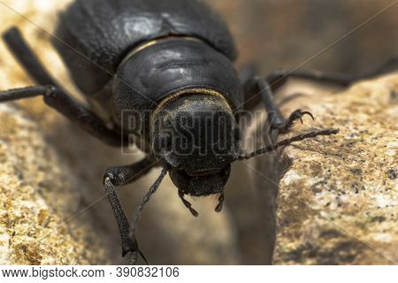 The Arabian Darkling Beetle Found All Around The Middle East