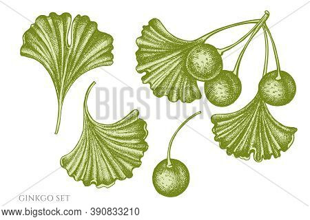 Vector Set Of Hand Drawn Pastel Ginkgo Stock Illustration