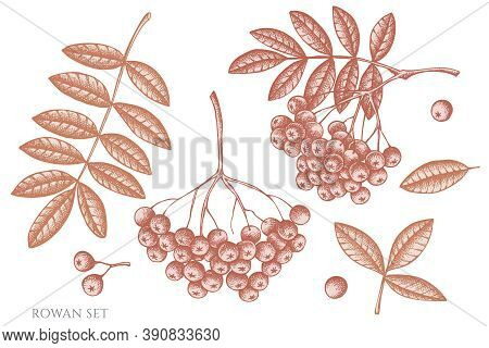 Vector Set Of Hand Drawn Pastel Rowan Stock Illustration