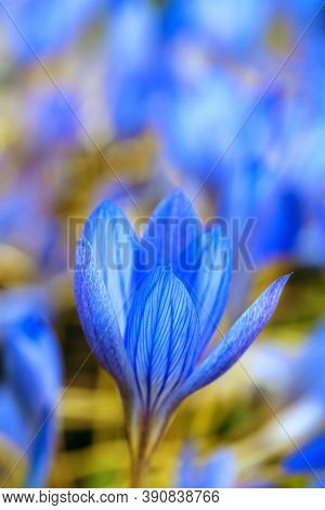 Blue Crocus Flower Close-up. Colorful Meadow. Single Flower On The Background Of Blurred Flowers. Ab