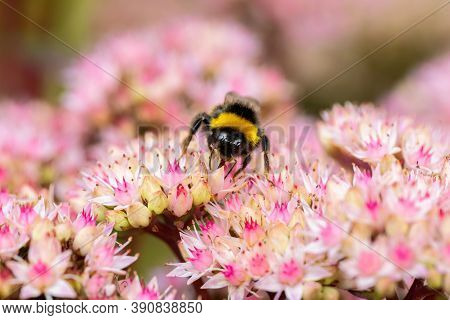 Pink Flowers And Bumblebee. Blooming Stonecrop Close-up. Spring Festive Floral Background For Design