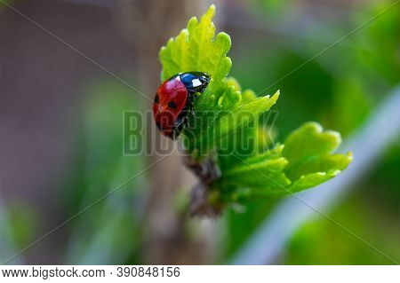 Macrophotograph Of A Red Coccinella That Sits On A Young Green Tree Branch In Early Spring
