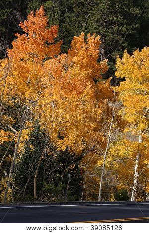 Aspen