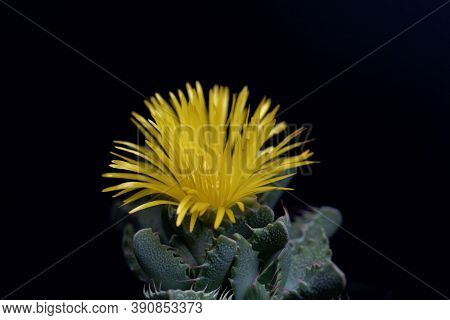 Flower Of A Tiger Jaws, Faucaria Tigrina.