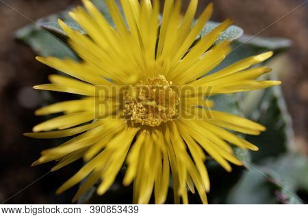 Flower Of A Tiger Jaws, Faucaria Tigrina.