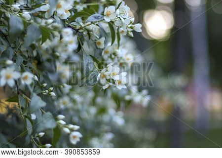 Jessamine Plant Garden Closeup. Jasmin Flower Blossom. Green White Blur Background. Jasmine Branch B
