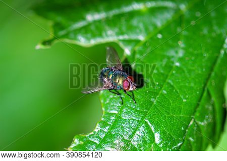 A Close-up Of A Fly Sitting On A Leaf.