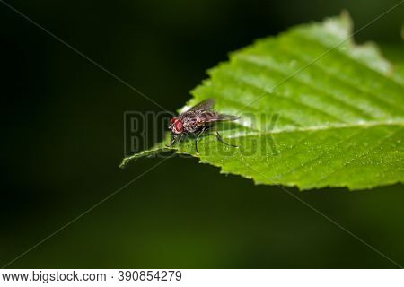 A Close-up Of A Fly Sitting On A Leaf.